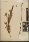 Foto von Salix purpurea L. x Salix repens L.